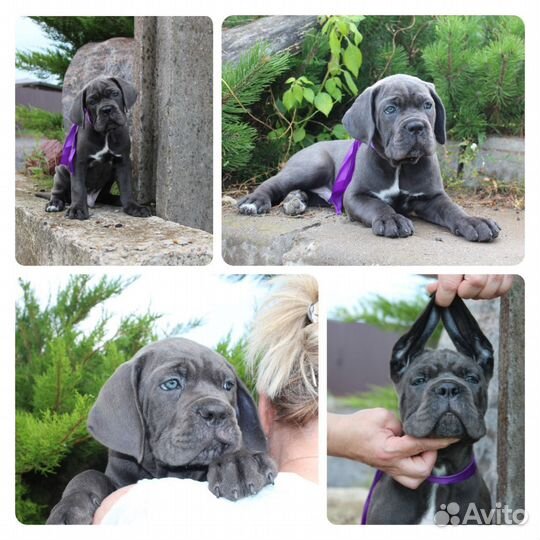 Кане Корсо щенки серые