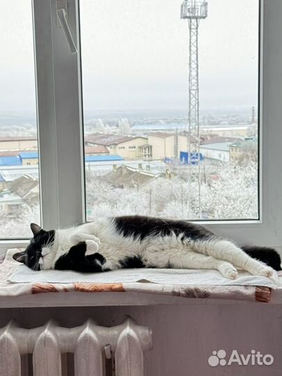 Котик в дар