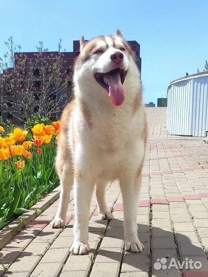 Вязка Сибирский Хаски