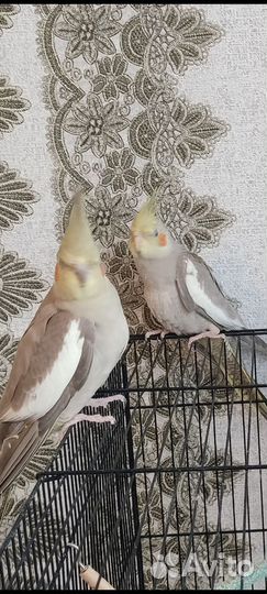 Попугай корелла птенец