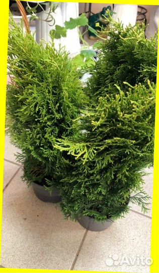 Живая изгородь из туй. Быстрорастущая. Пышная