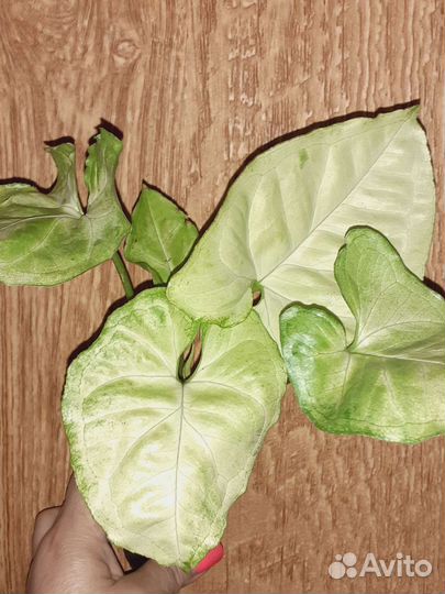 Сингониумы сортовые ч.2