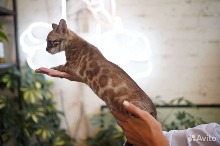 Бенгальские котята