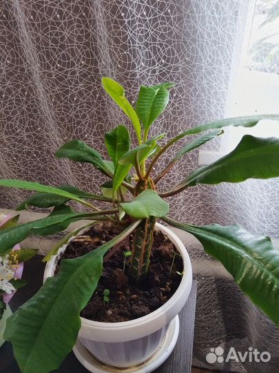 Комнатные цветы