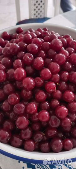 Саженцы вишни,винограда амурского,клубники