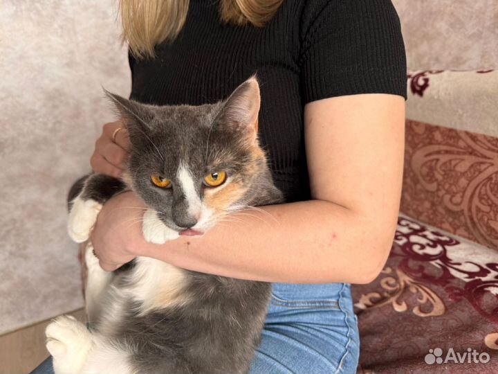 Кошка в дар бесплатно