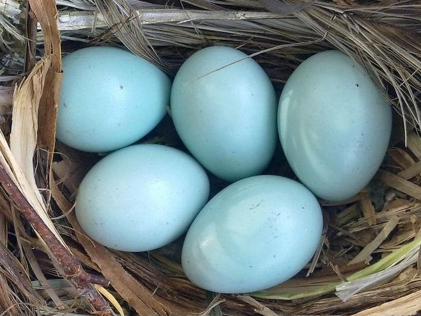 Яйцо перепелиное голубое породы Селадон