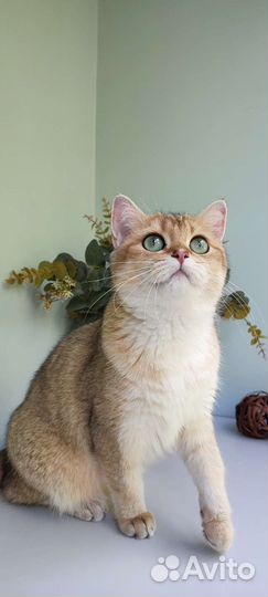 Золотые котята