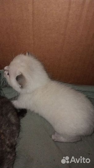 Отдам котят