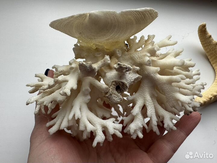 Натуральный морской коралл