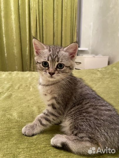 Котенок девочка - игривая непоседа