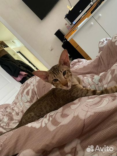 Домашняя передержка животных/зоогостиница