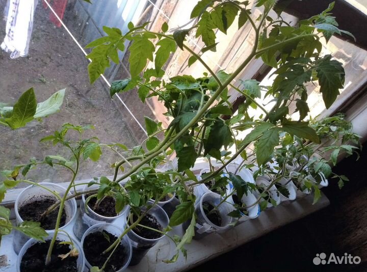 Рассада помидоров томатов