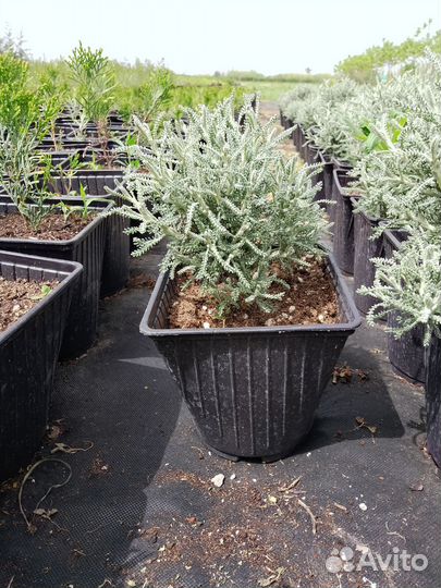 Декоративные растения