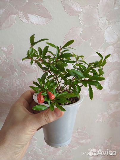Комнатные цветы