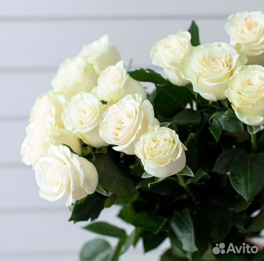 Розы Цветы Букеты 25 151 201 101 301 501 опт