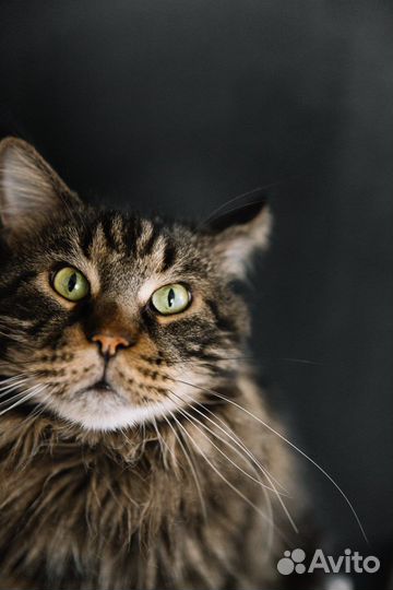Вязка с котом