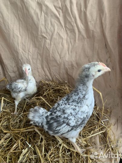 Леггорн мраморный петушки