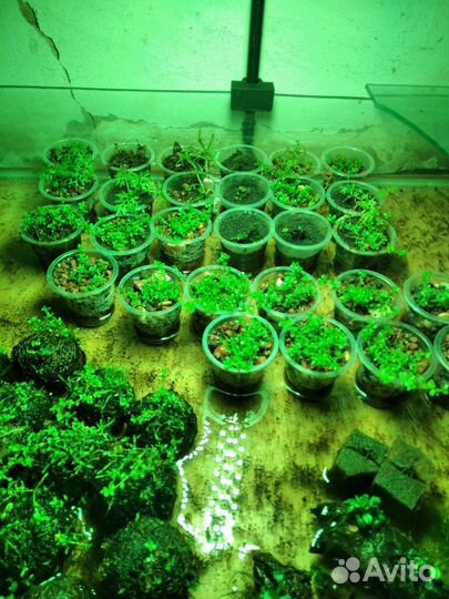 Аквариумные рыбки