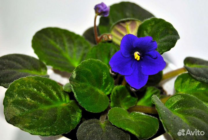 Фиалка (сенполия) разных сортов