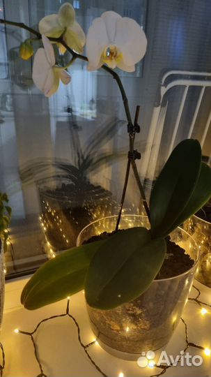 Комнатные цветы