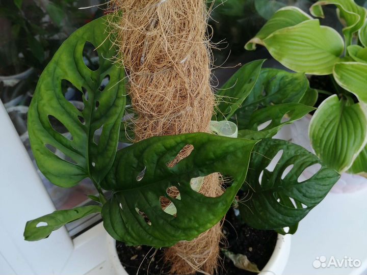 Монстера манки маск