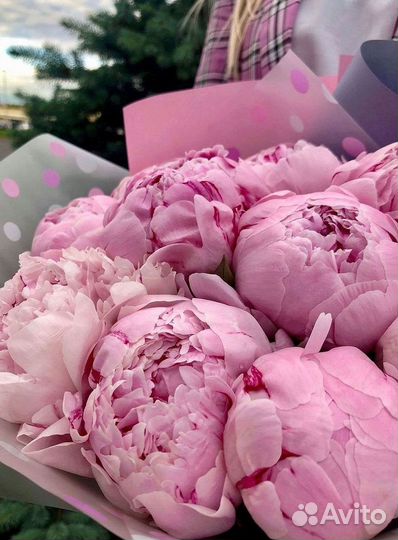 Пионы Букет пионов