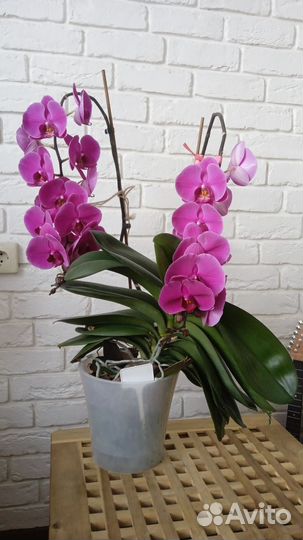 Орхидея фаленопсис