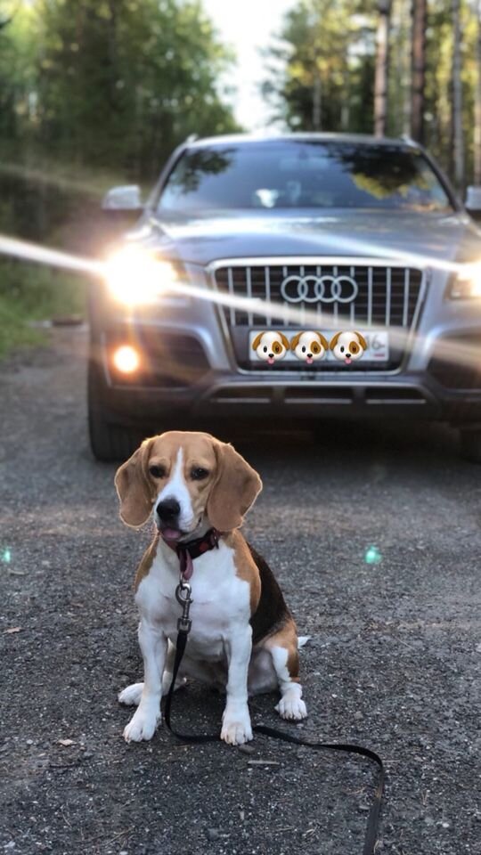 Audi Q5: фото владельца
