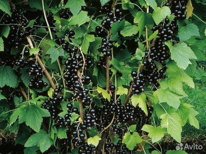 Смородина черная Высота от 50см