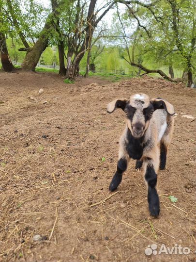 Баран,овцы,козлята