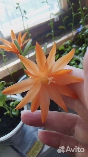 Декабрист шлюмбергера