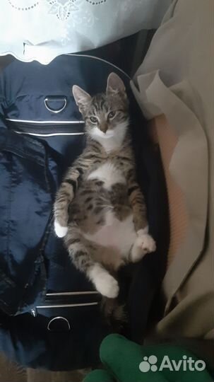 Котики бесплатно в добрые руки