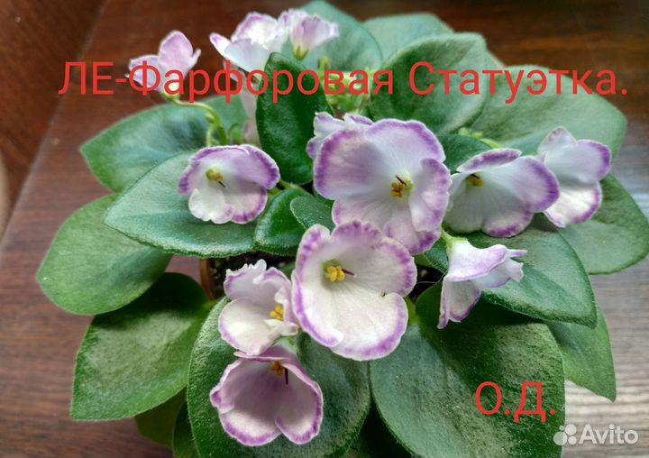 Детки фиалок и взрослые цветущие растения