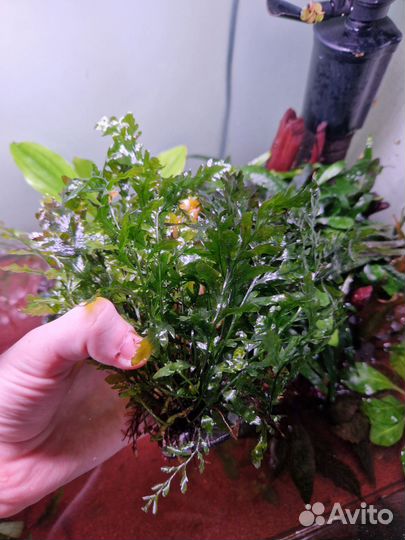 Креветка рили, Растения