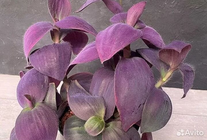 Традесканции сортовые