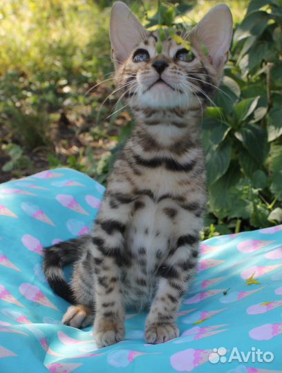 Бенгальские котята