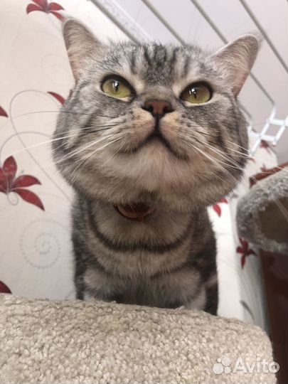 Кот для вязки