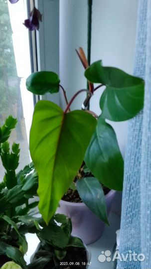 Цветы для дома