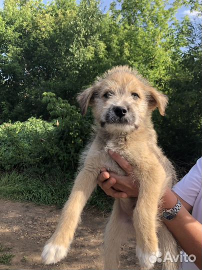 Щенки даром