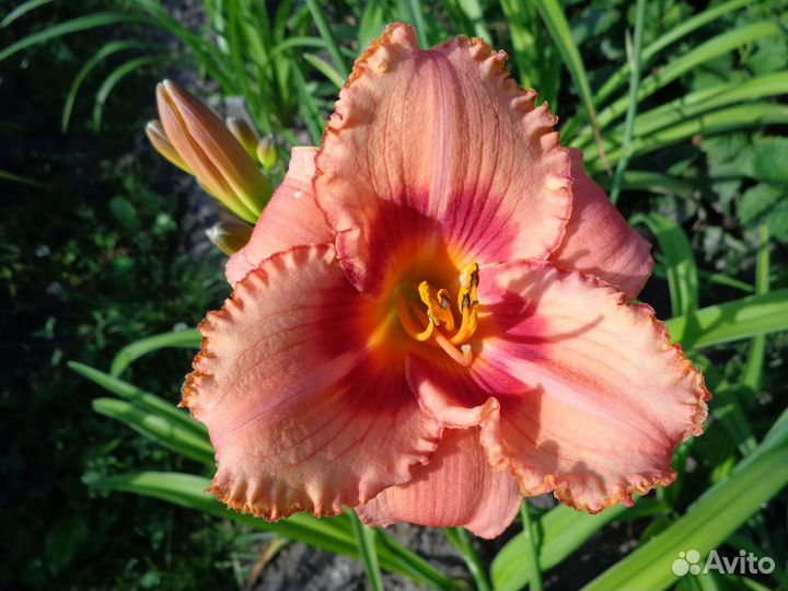 Лилейники деленками и кустами