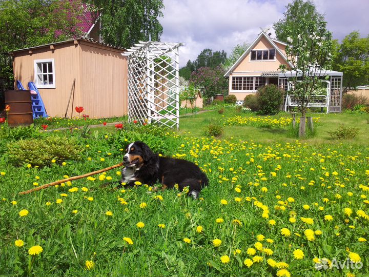 Передержка собаки кошки перевозка