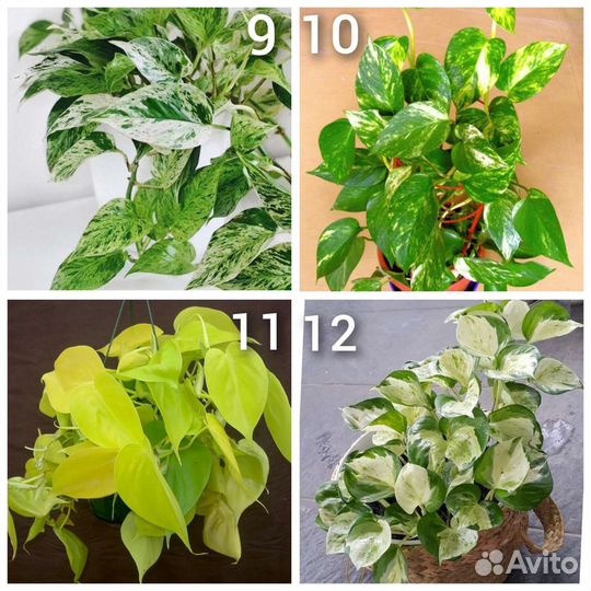 Сциндапсус, эпипремнум, филодендрон, монстера