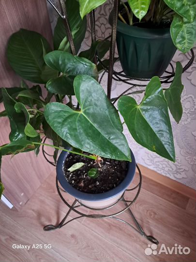 Антуриум старая dakota