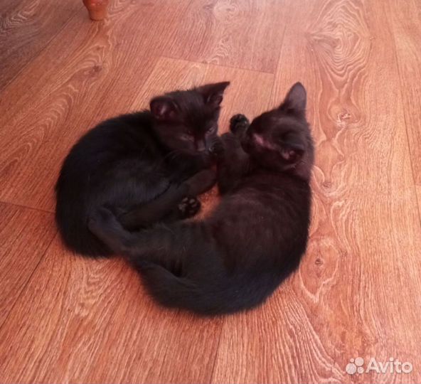 Отдам в добрые руки