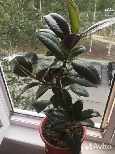 Комнатные цветы