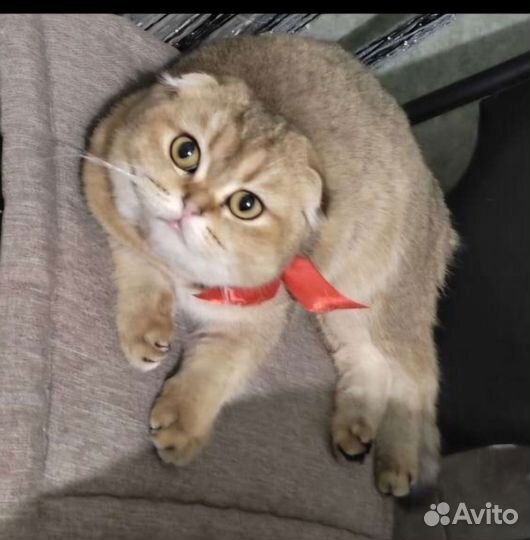 Кошки