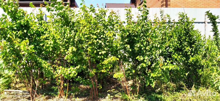 Саженцы роз и плодовых деревьев