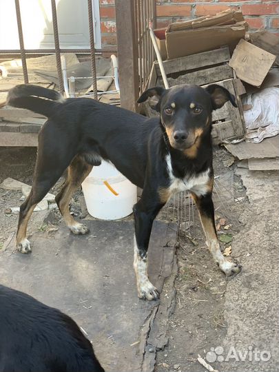 Собака улыбака