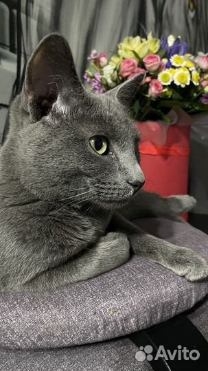Коты бесплатно